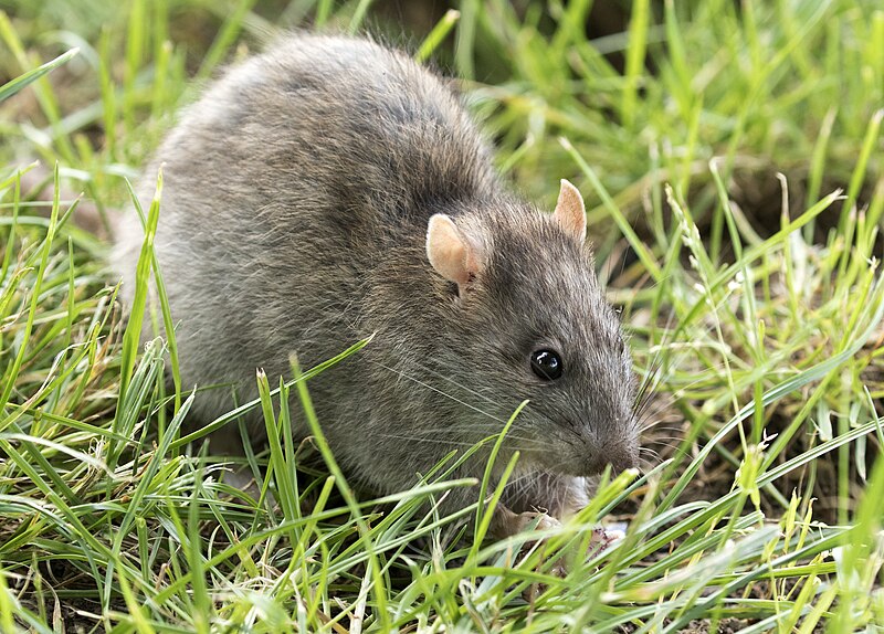 Brown rat