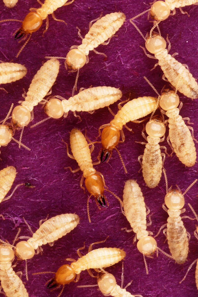 Subterranean termites